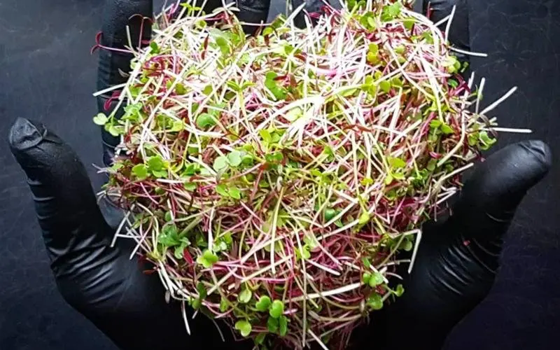 Покупать микрозелень или выращивать самостоятельно? Разбираемся в вопросе