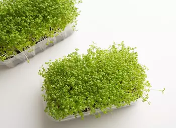 Вся правда о микрозелени: как часто включать в рацион, кому противопоказана и какую пользу приносит организму