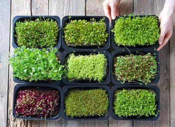 Вторые блюда с микрозеленью: рецепты и секреты приготовления