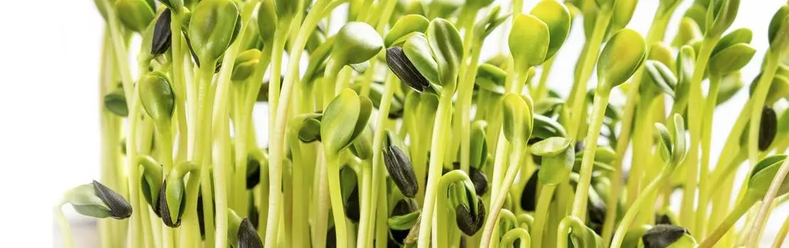 Укрепление иммунитета микрозеленью