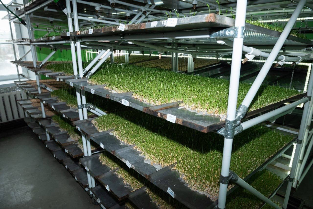 Поддержка МСП в Лосино-Петровском городском округе Московской области