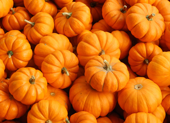 Рецепты блюд с микрозеленью и тыквой