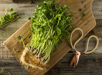 Микрозелень: польза для мужского организма