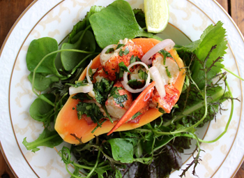 Микрозелень: вкус, правила употребления, рецепты салатов с кальмарами