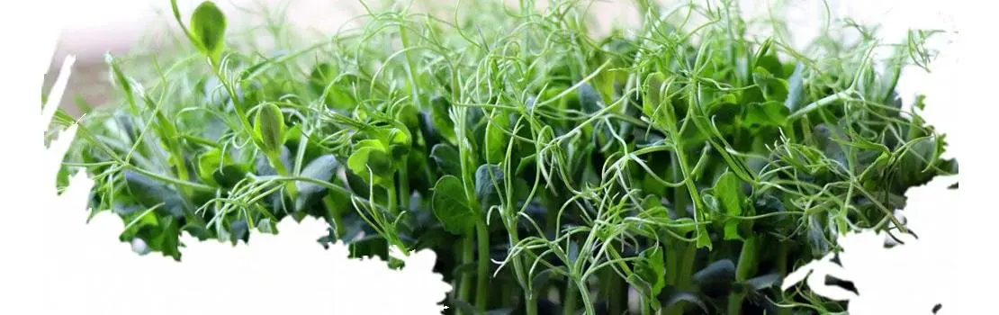Польза микрозелени гороха