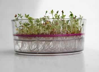 Микрозелень и лучшие рецепты салата «Цезарь»