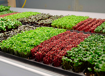 Микрозелень: лучшая вегетарианская подборка