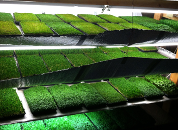 Микрозелень: правила по выращиванию