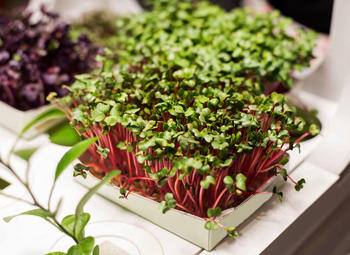 История появления микрозелени в разных культурах мира