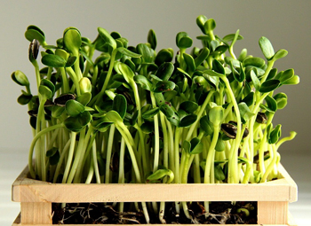 Микрозелень в косметологии