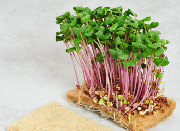 Микрозелень для космонавтов