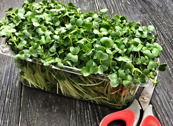 Микрозелень в спортивном питании