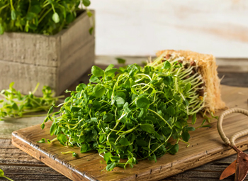 Микрозелень на завтрак: лучшие рецепты