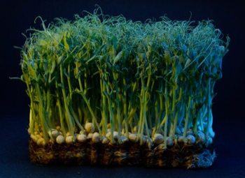 Выбор контейнеров для выращивания микрозелени