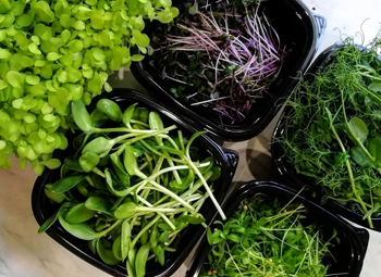 Обзор современных исследований и научных данных о микрозелени