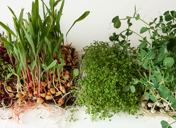 Микрозелень в женской диете