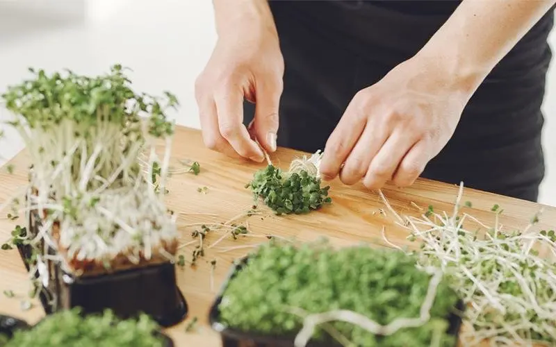 Микрозелень для укрепления здоровья