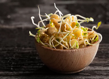 Проростки чечевицы в ростковом салате «Быстрый Мозг»