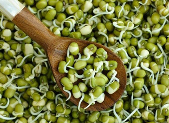 Проростки фасоли маш (бобы мунг) в ростковом салате «Быстрый Мозг»