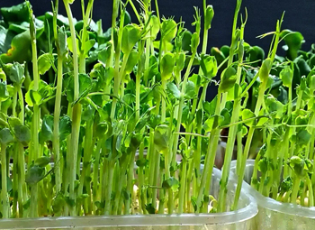 Микрозелень гороха в ростковом салате “Фитоняшка”