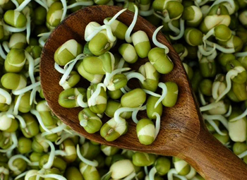 Проростки семян маш в ростковом салате «Белок для мышц»