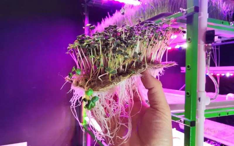 Рассказываем где и как купить микрозелень готовую к употреблению в пищу